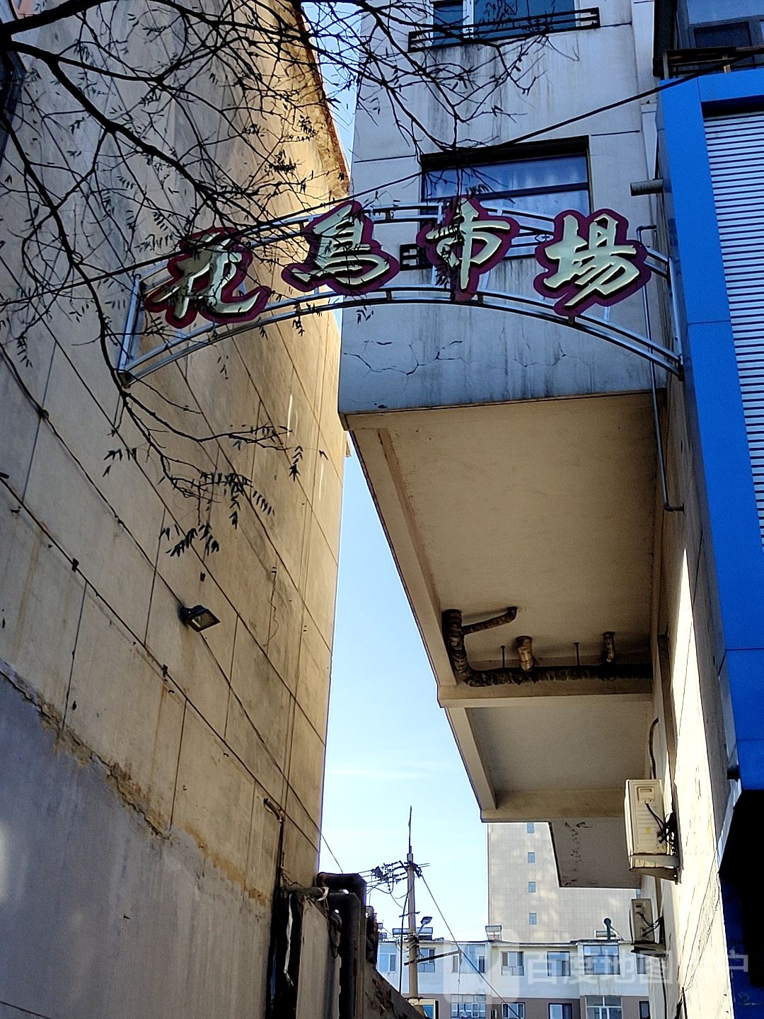 内蒙古乌海市花鸟市场