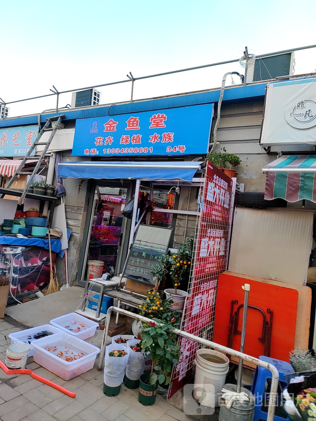 花卉水族