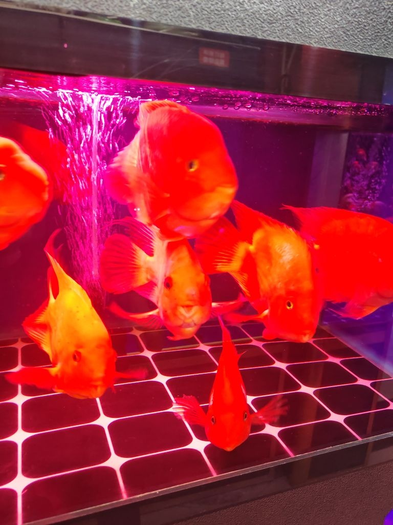 东海水族(万众城商品批发城店)