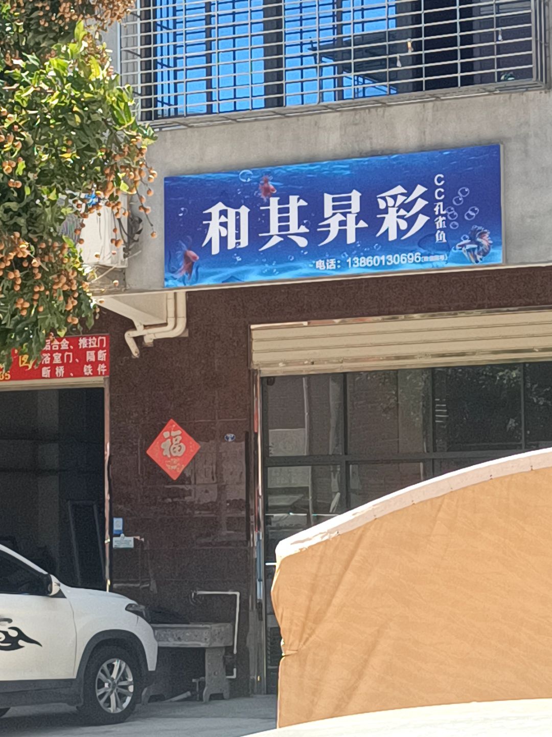 和其昇彩CC孔雀鱼