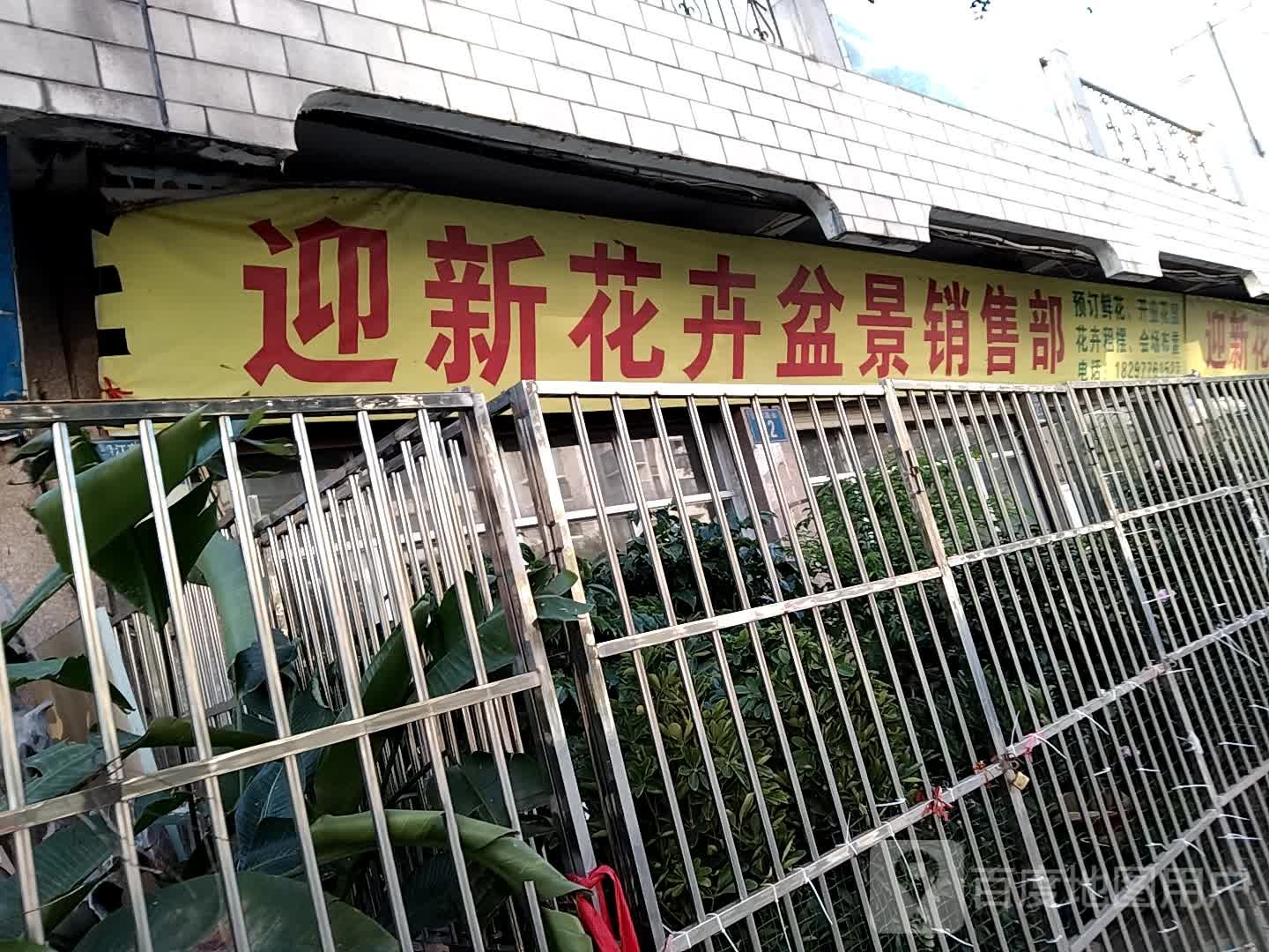 迎新花卉盆景销售部