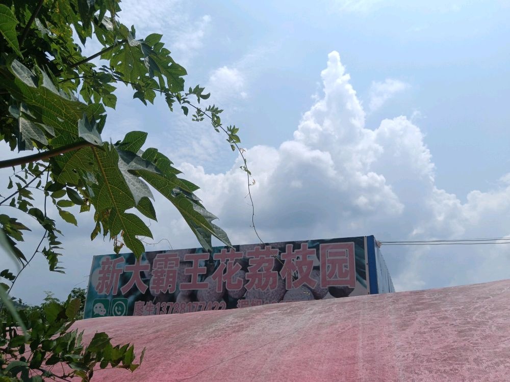 龙武新大水果种植场(荔枝园)