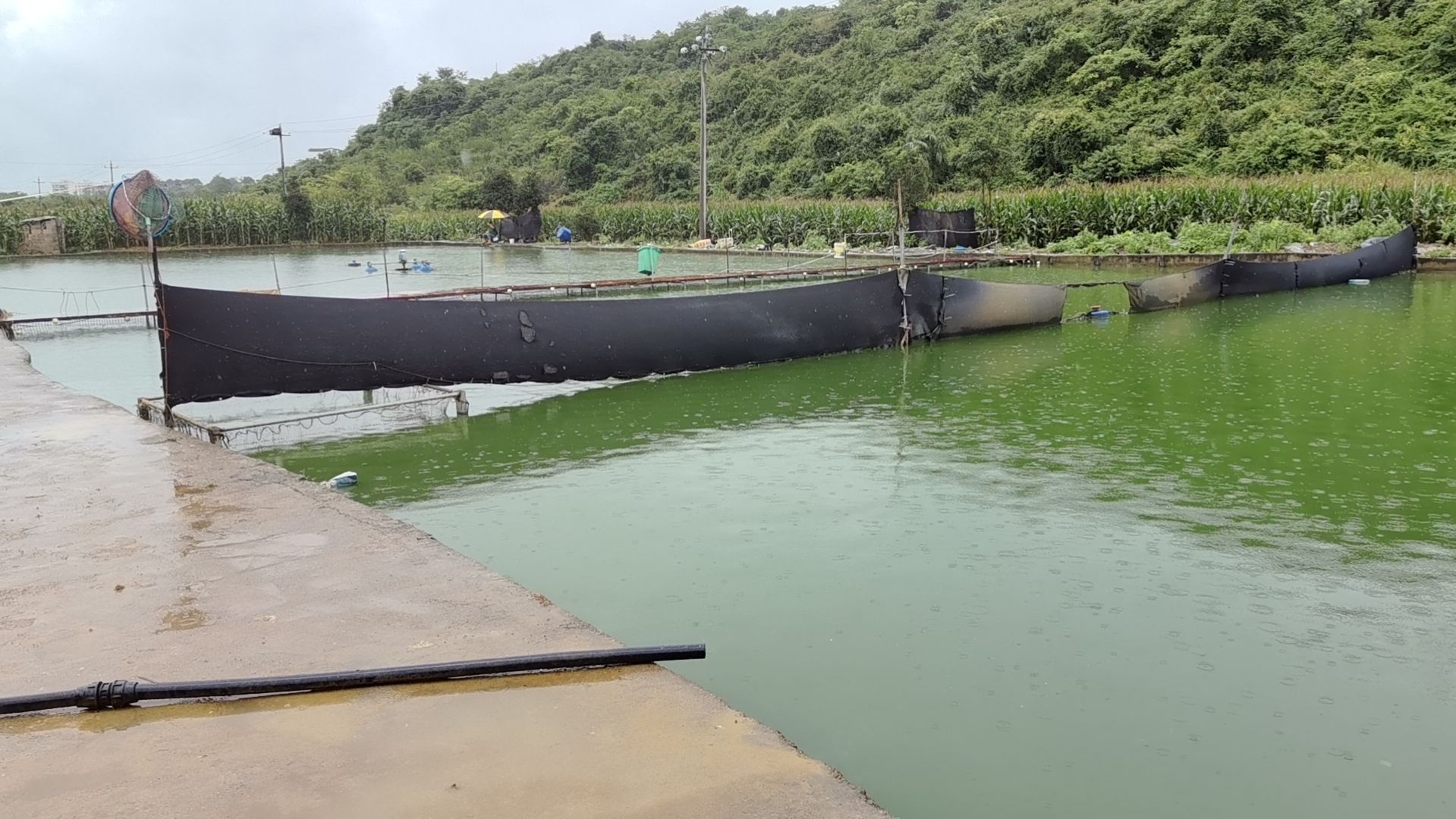 卫城鱼乐圈休闲垂钓园