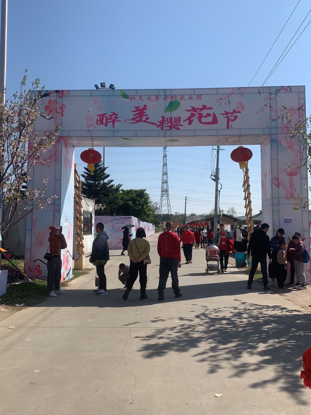 新天成香云纱农业园-醉美樱花节