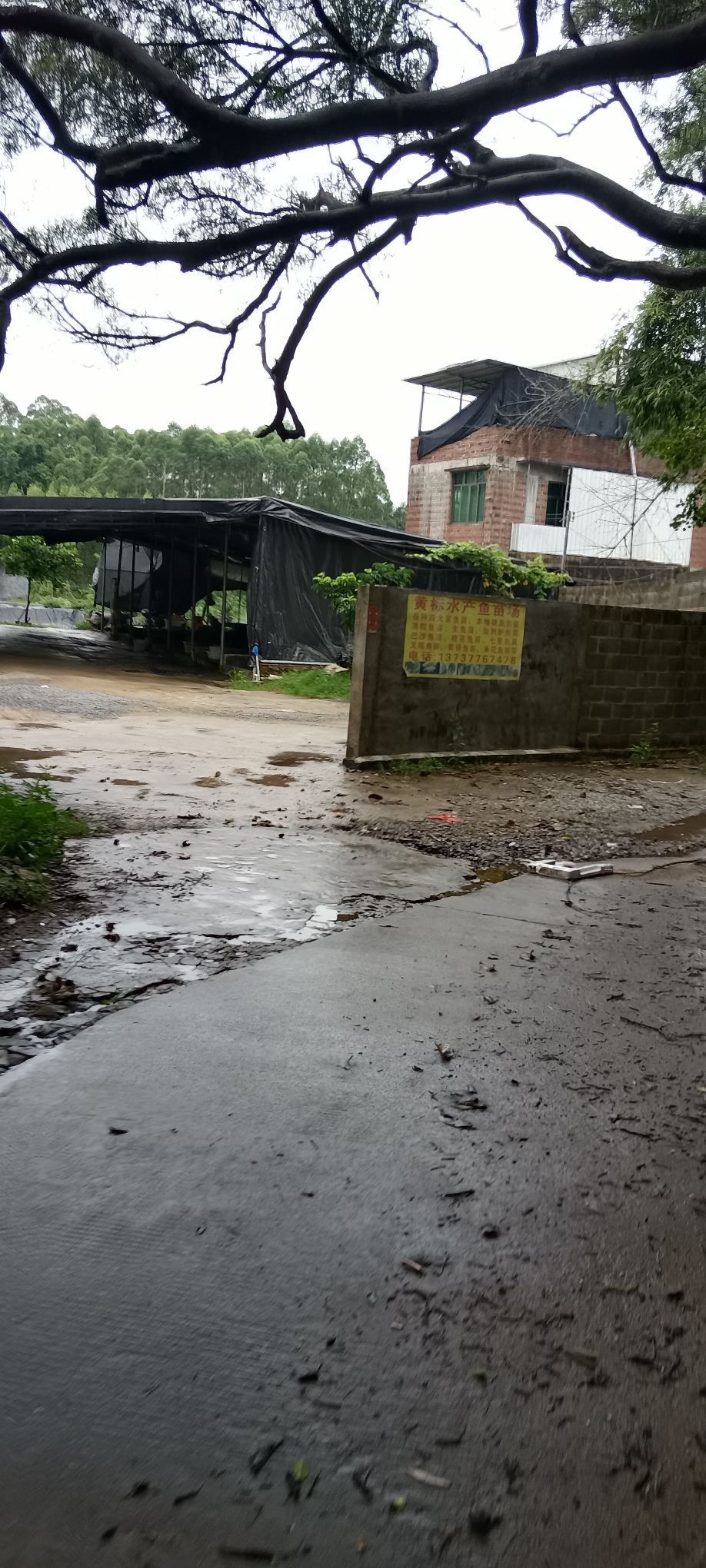 黄标水产鱼苗场