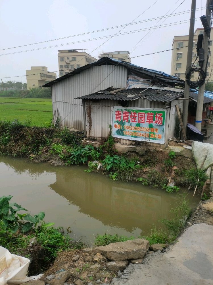佛山高明青青佳园草场