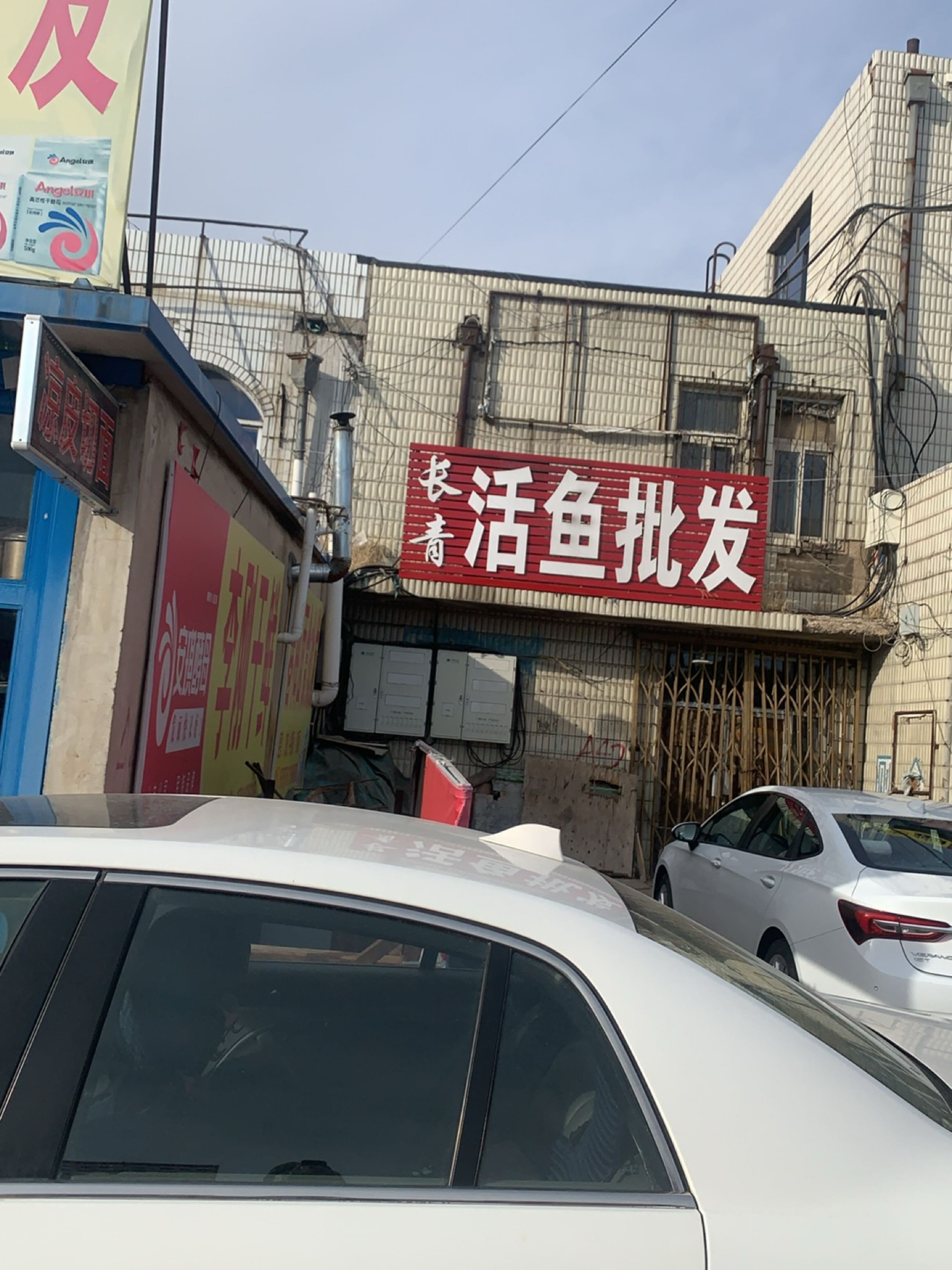 长青活鱼批发