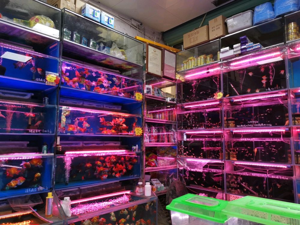 开心水族(梅山街店)