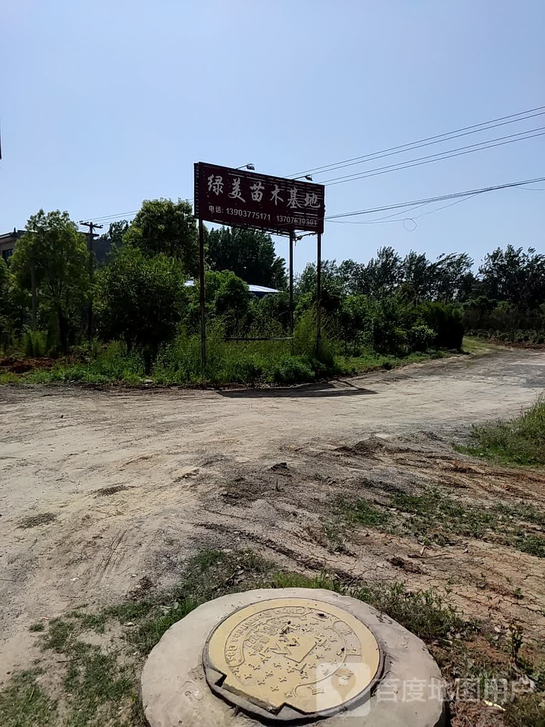 绿美苗木第一基地