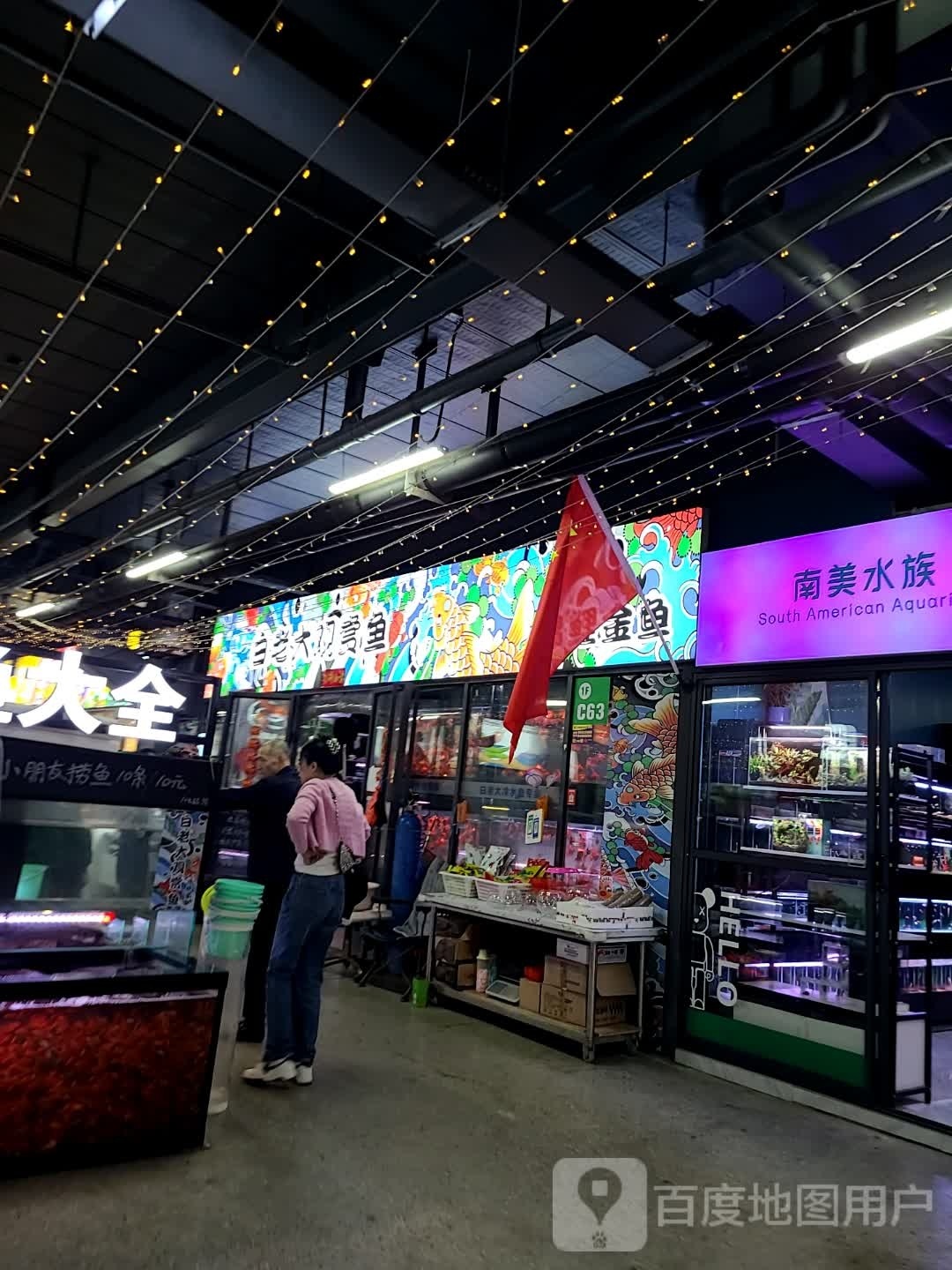 白老大观赏鱼