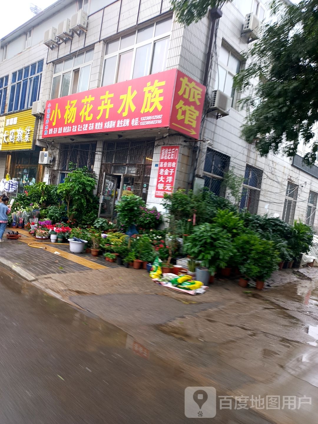 小杨花卉水族