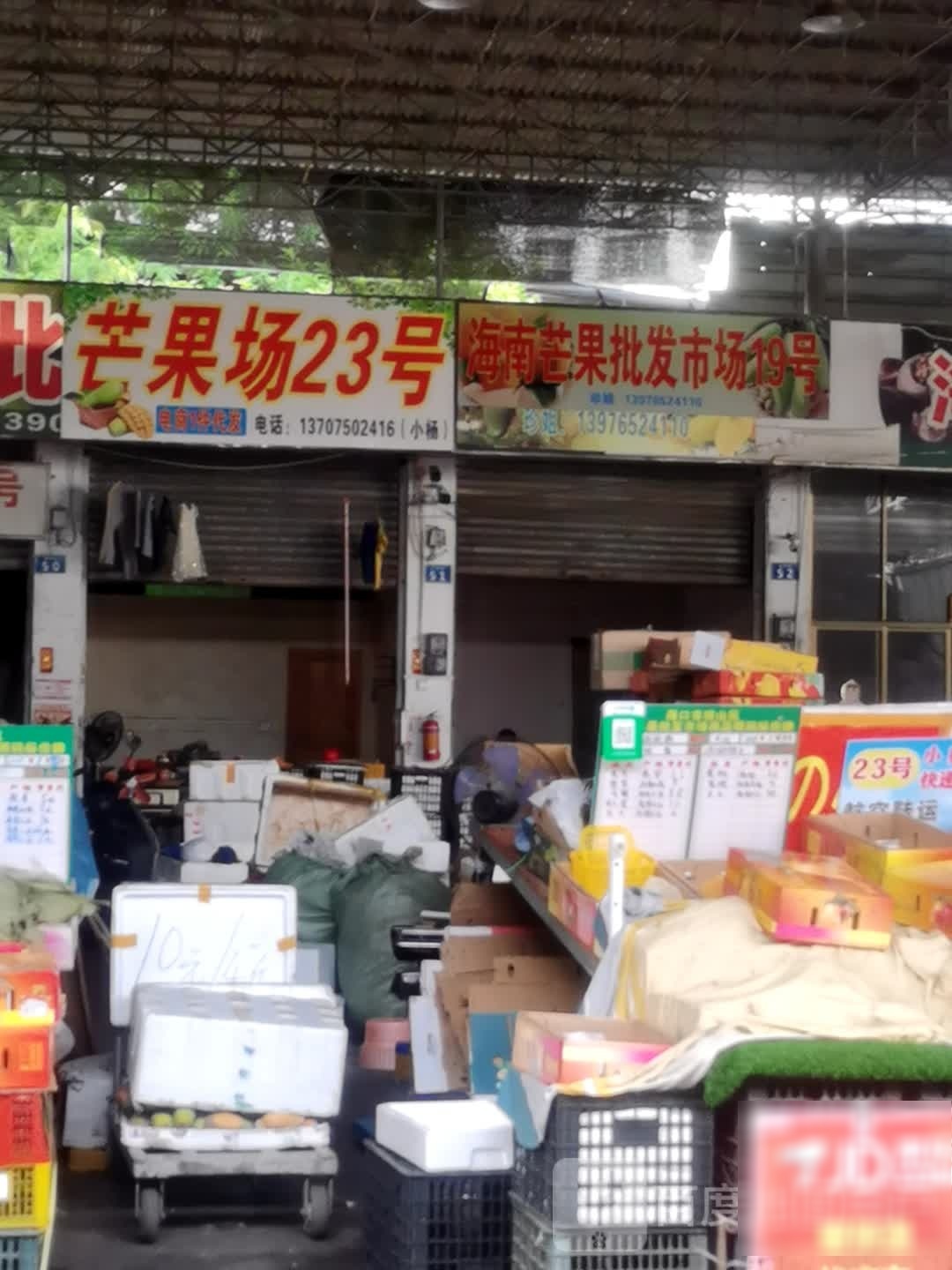 海南芒果批发19号