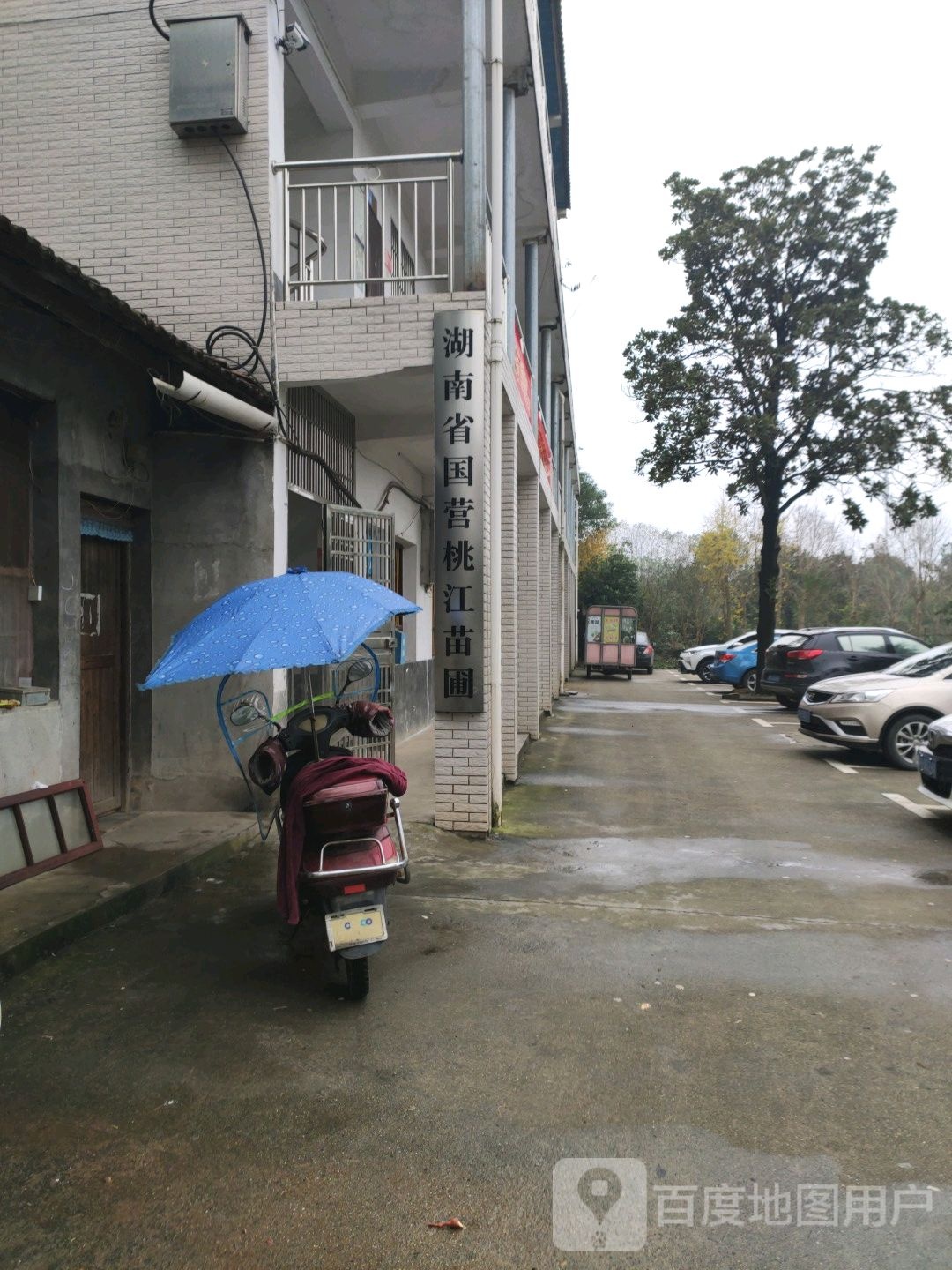 湖南省国营桃江苗圃