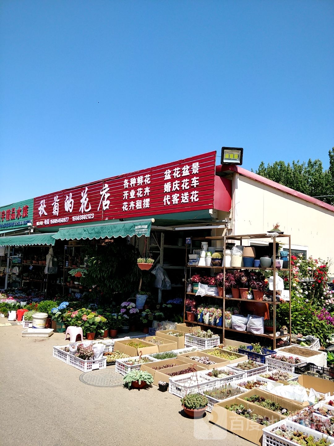 秋菊的花店