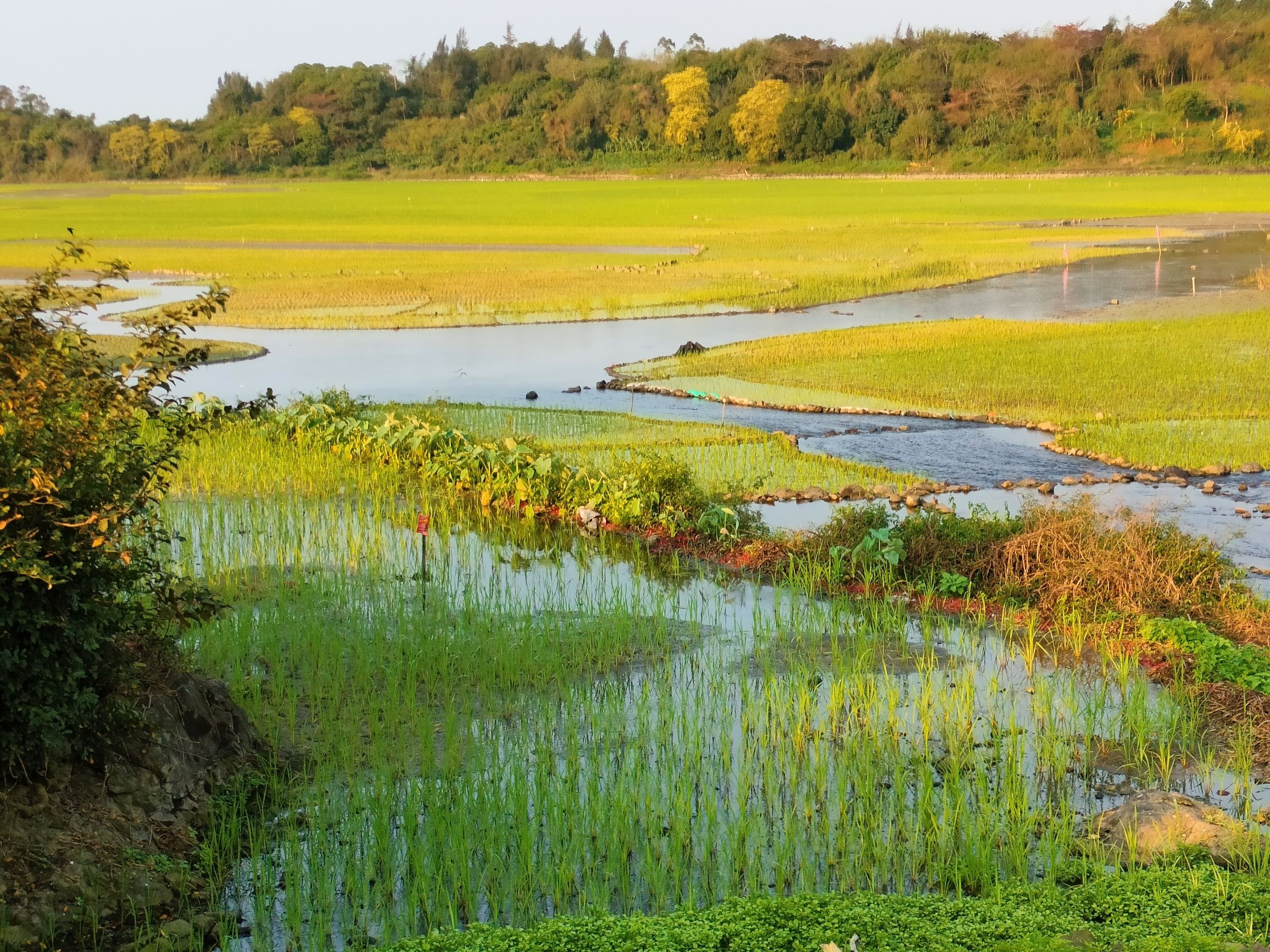 新旧沟湿地公园
