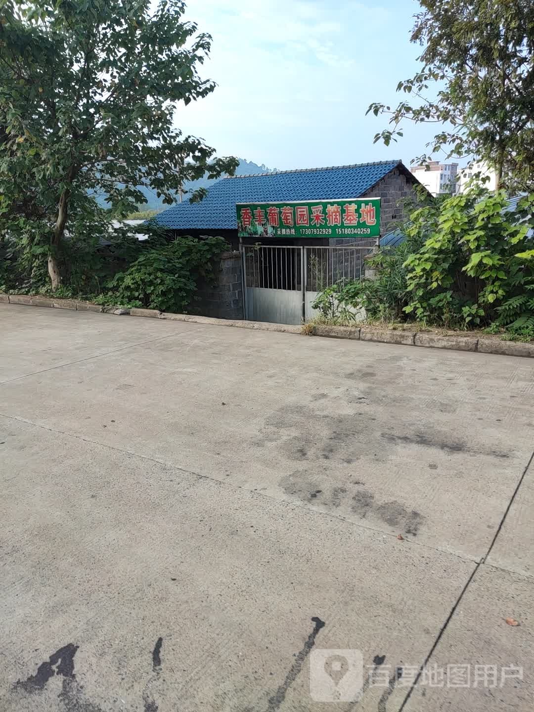 香丰葡萄园采摘基地