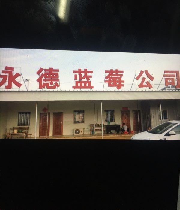 黄墩永德蓝莓基地