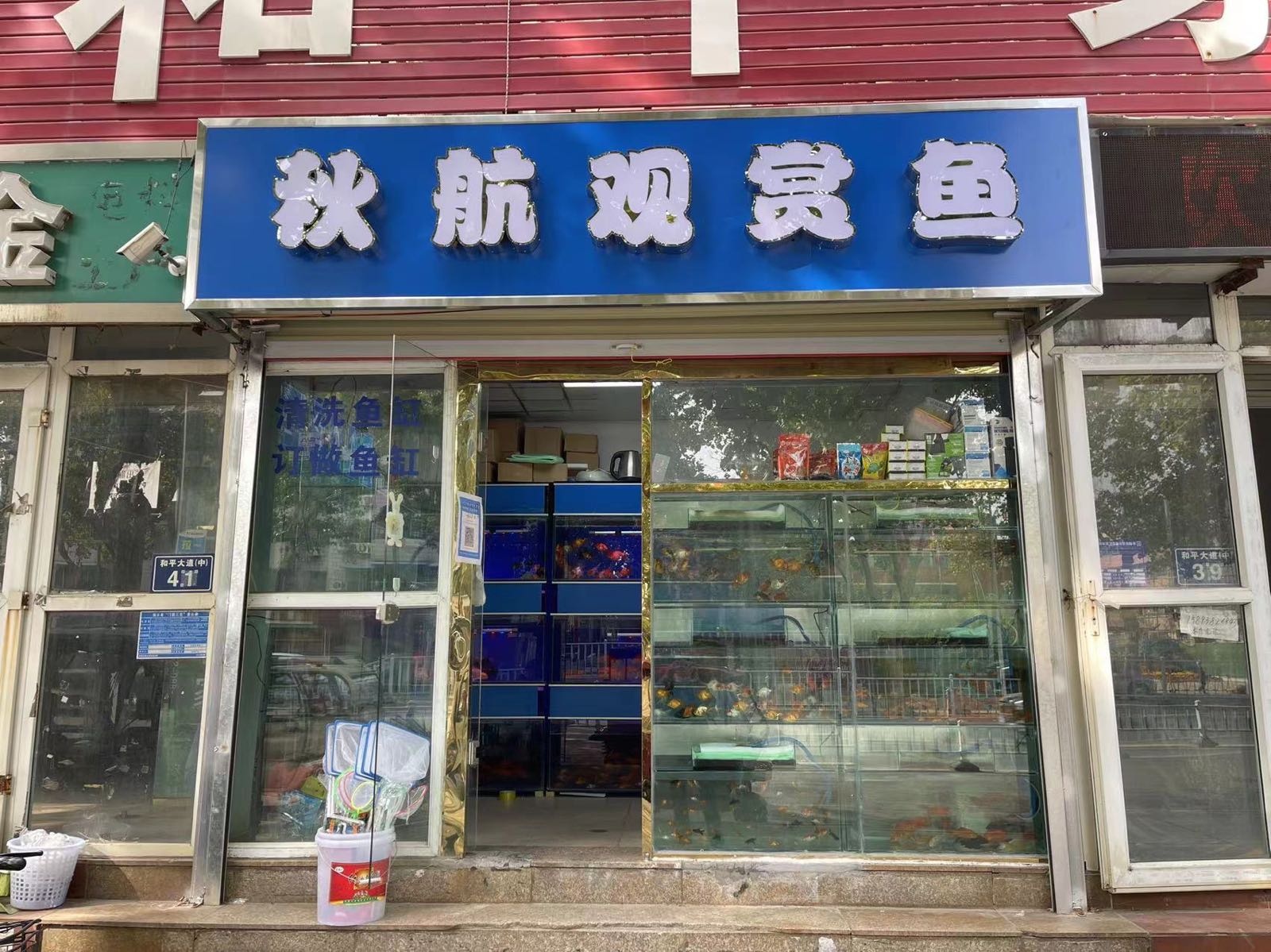 秋航观赏鱼