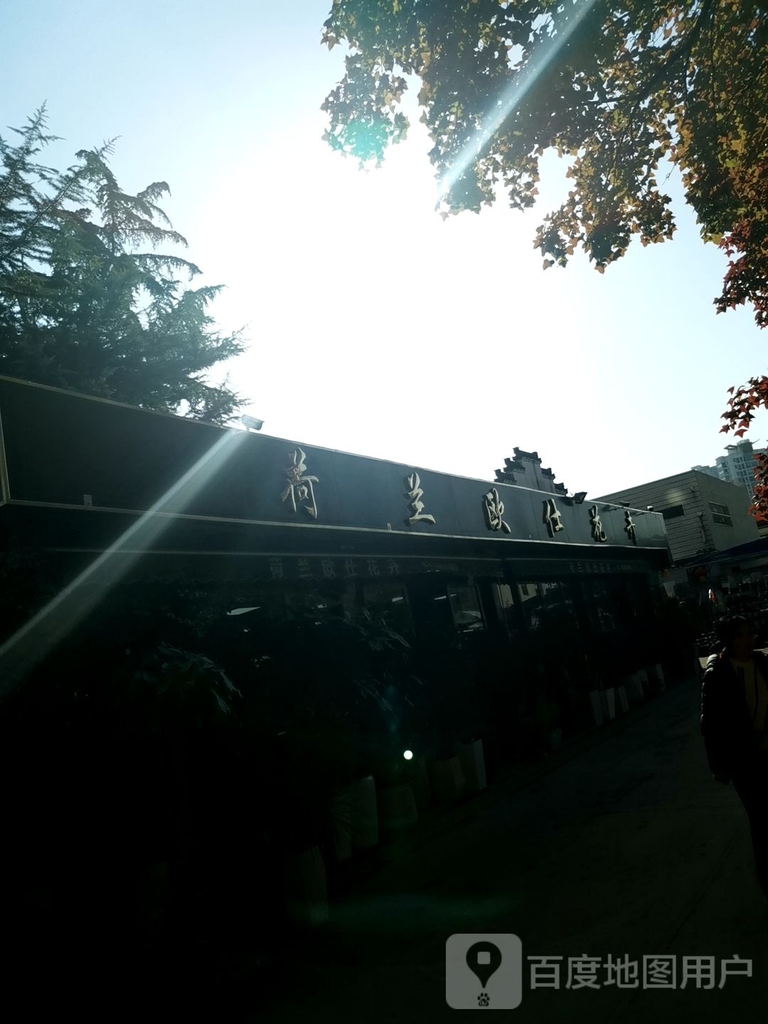 荷兰欧仕花卉