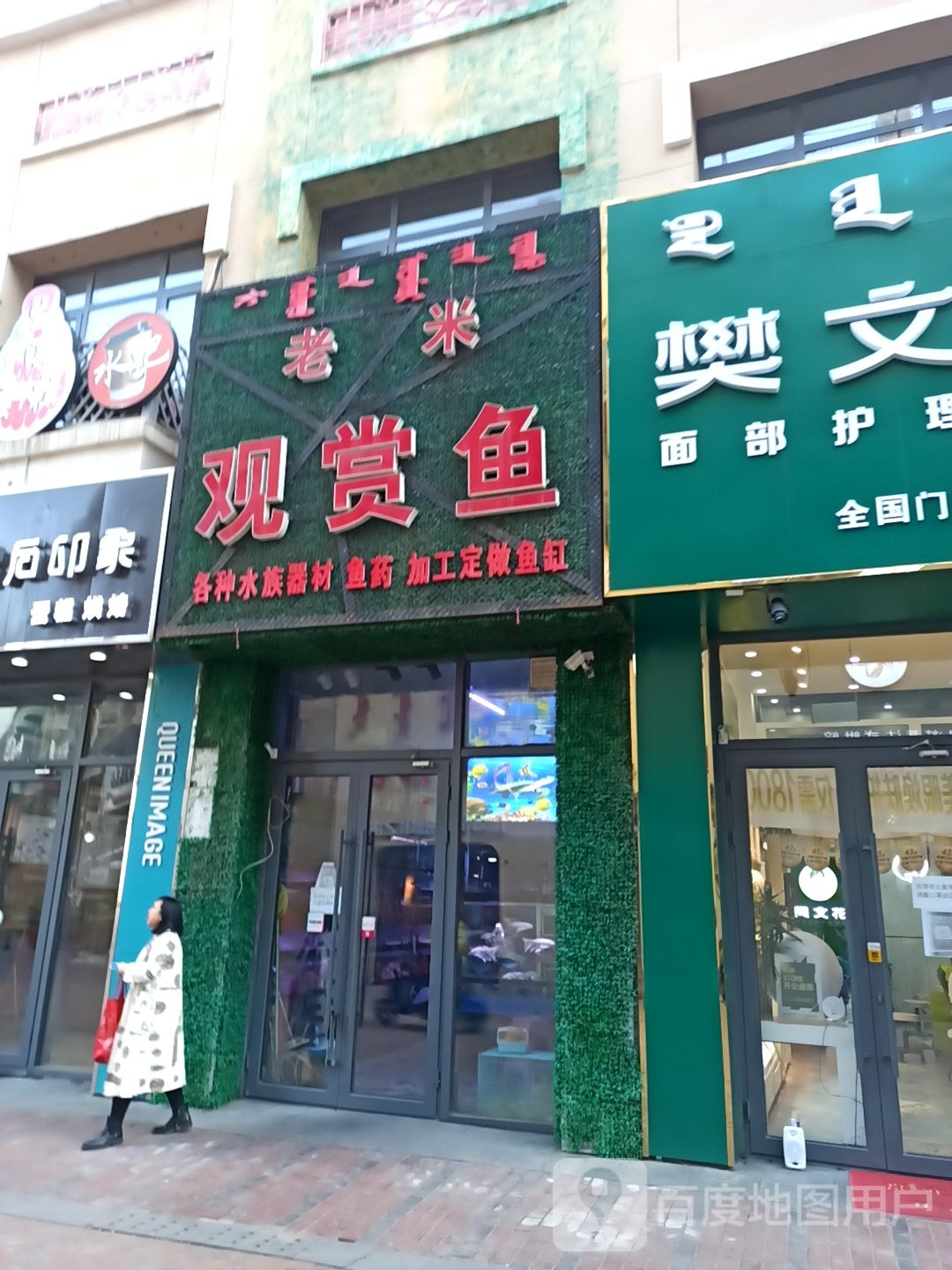 老白观赏鱼