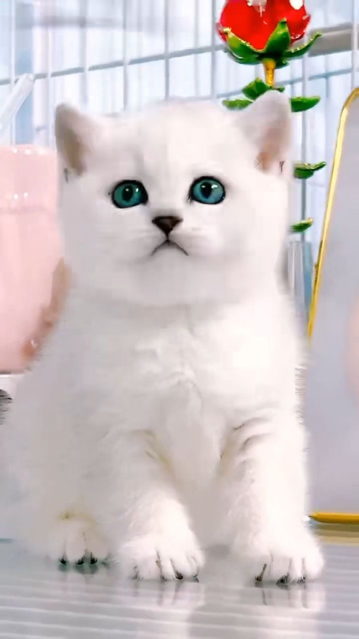 揭阳幼犬宠物狗场猫舍狗舍宠物市场购宠基地(滨江尚都店)