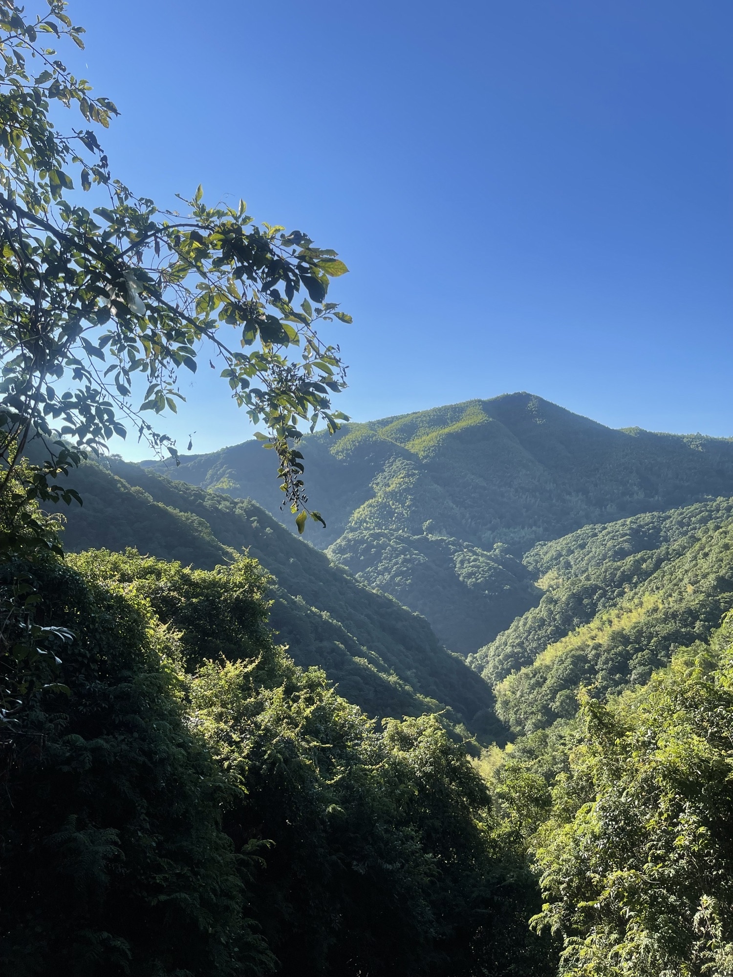 中坡山森林公园