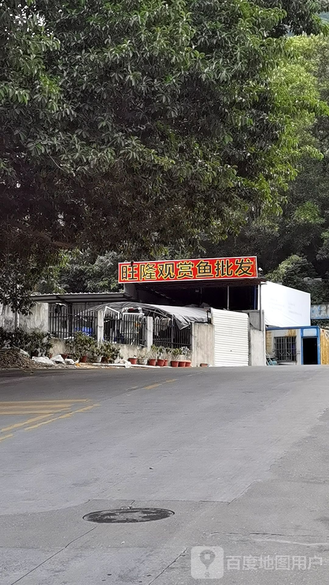 旺隆观赏鱼批发