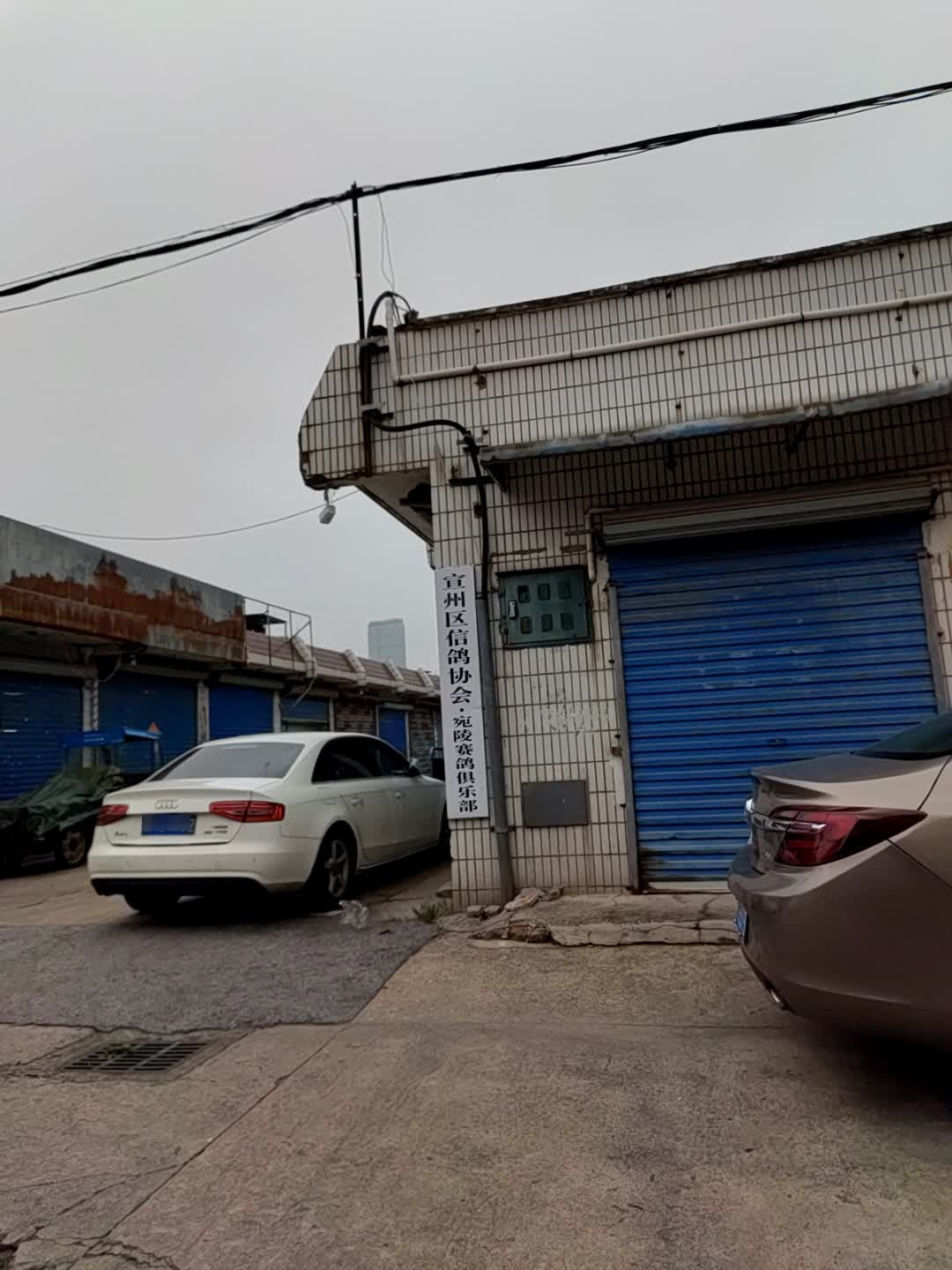 宣州区信鸽协会宛陵赛鸽俱乐部