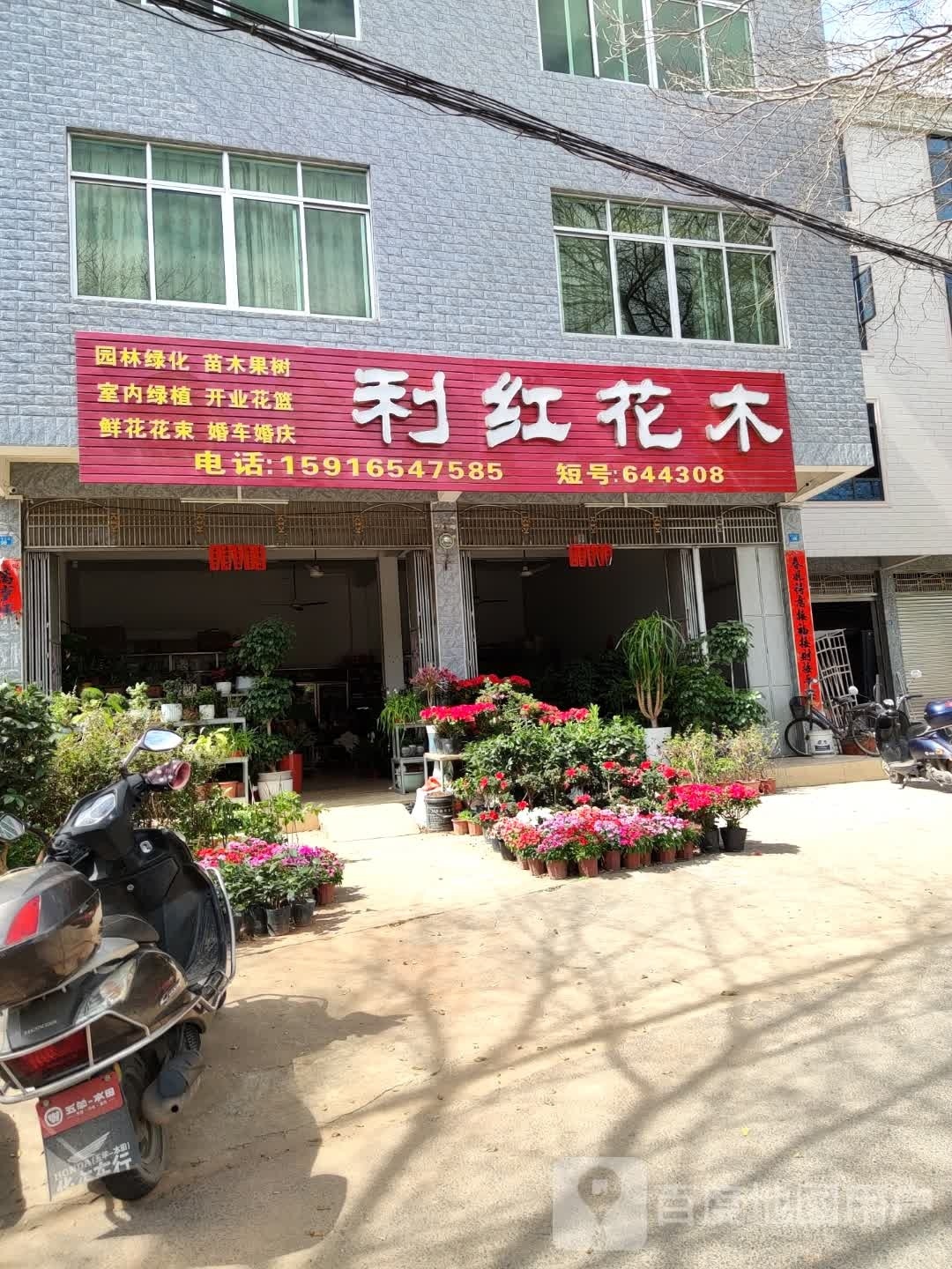 利红花木