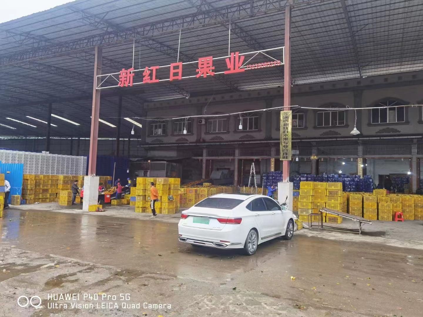 岑溪市新红日水果专业合作社