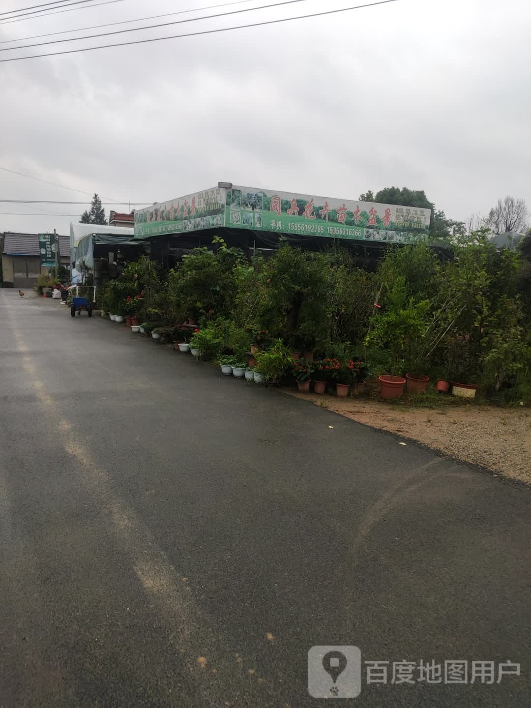 同兵花卉盆景