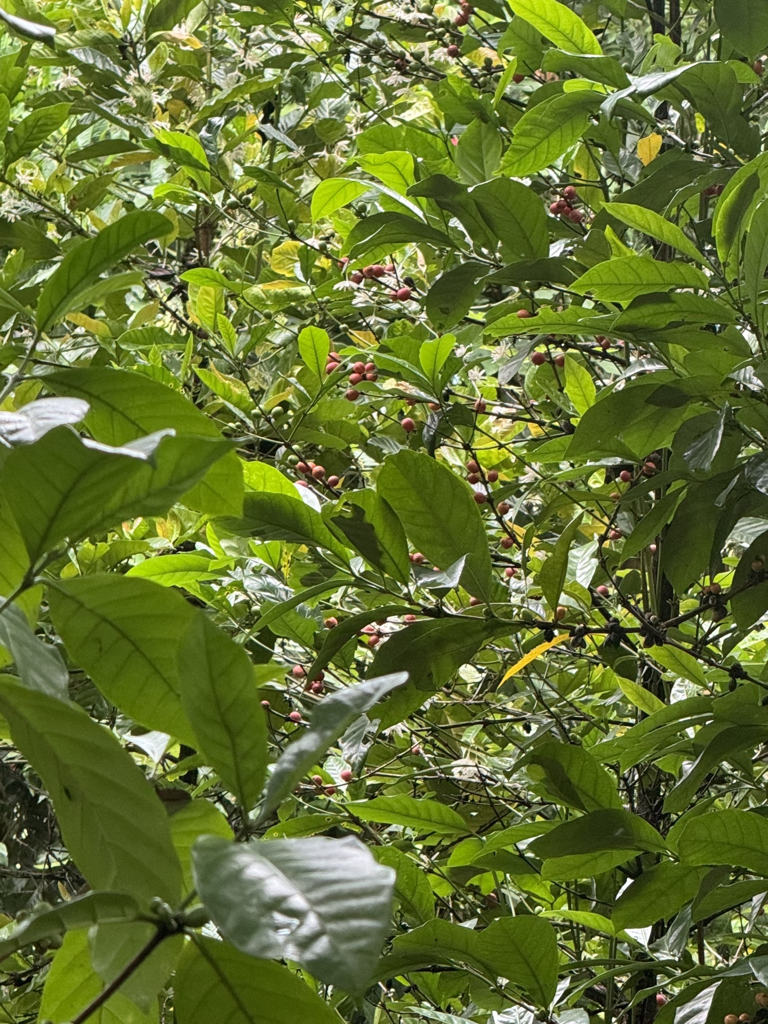 兴隆热带植物园