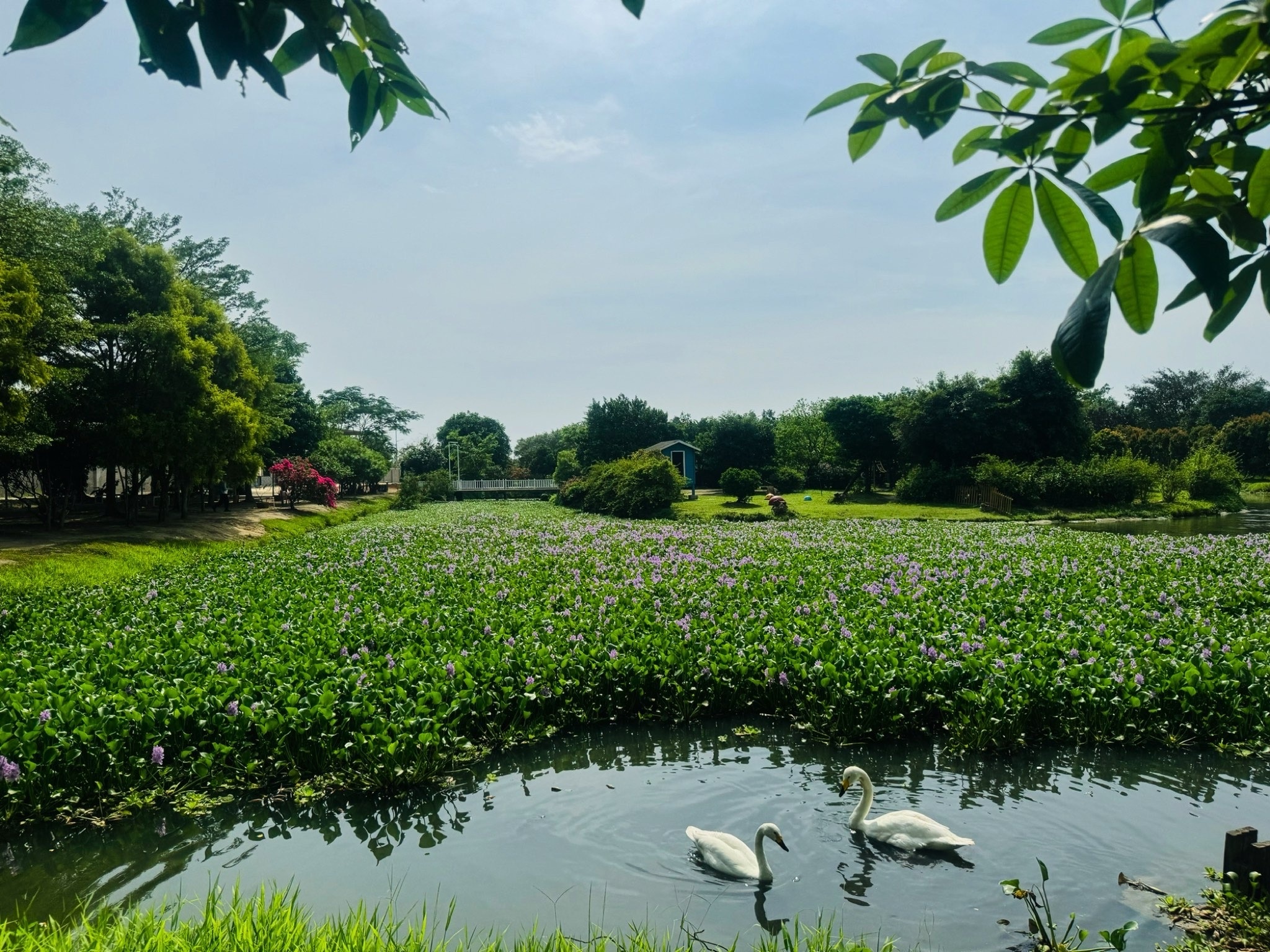 海口天鹅湖动物基地