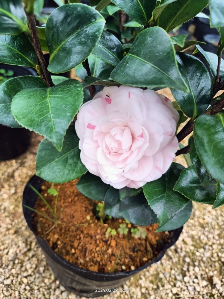 百旺花木场