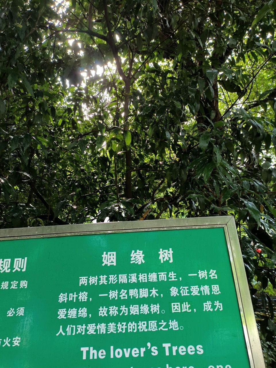 江海区白水带风景区-姻缘树