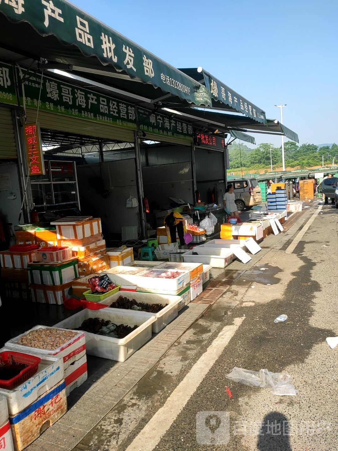 旺发海参