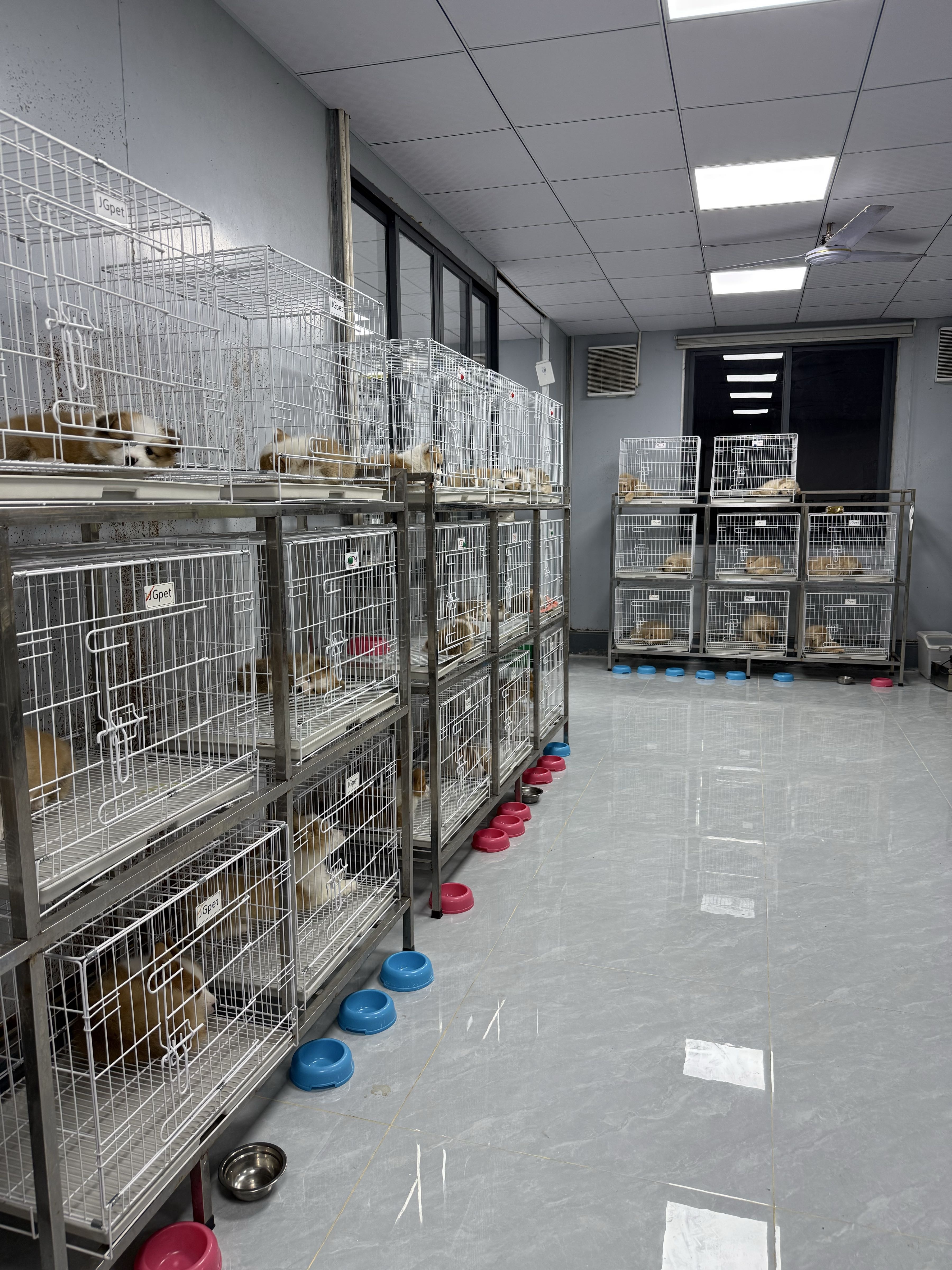 宝诚宠物狗场犬舍猫舍