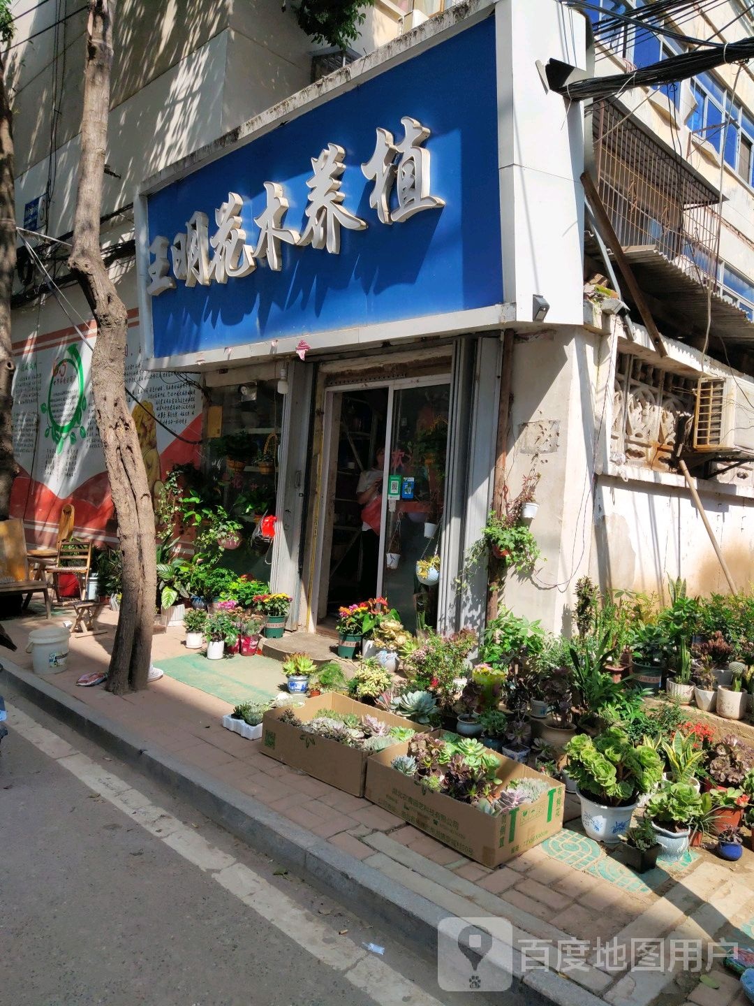 王明花木养殖