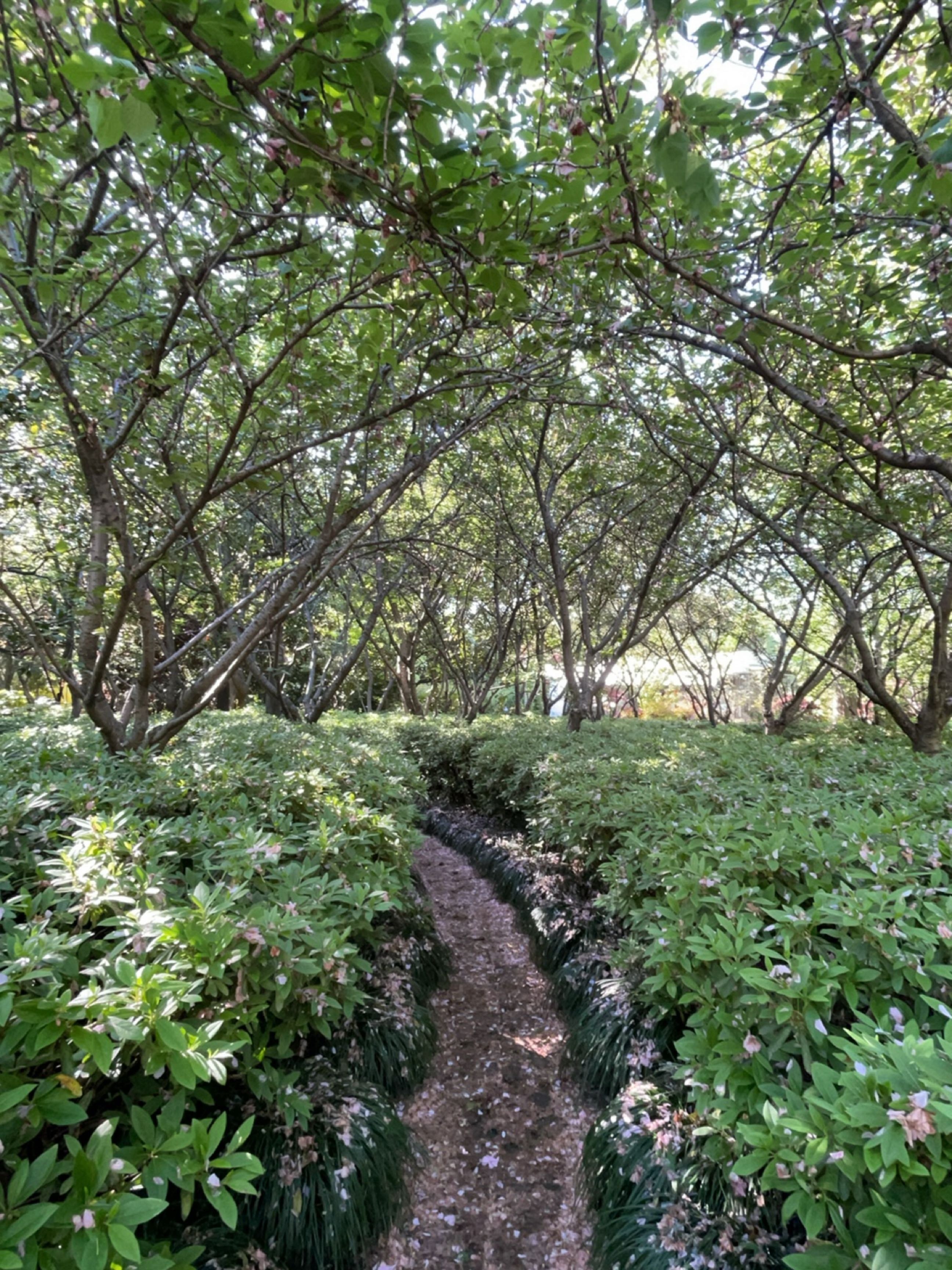 杨浦公园-樱花林