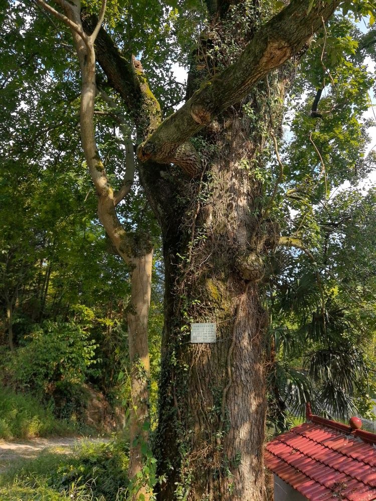 鹤城区凉山千年母子树