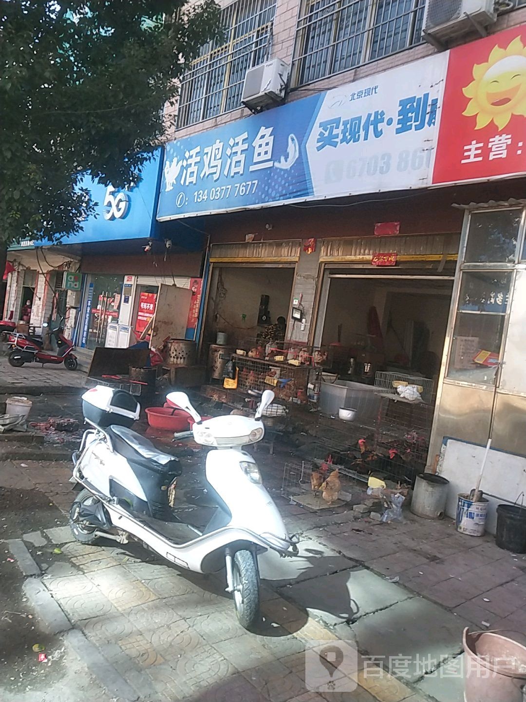 活鸡活鱼(府前路店)