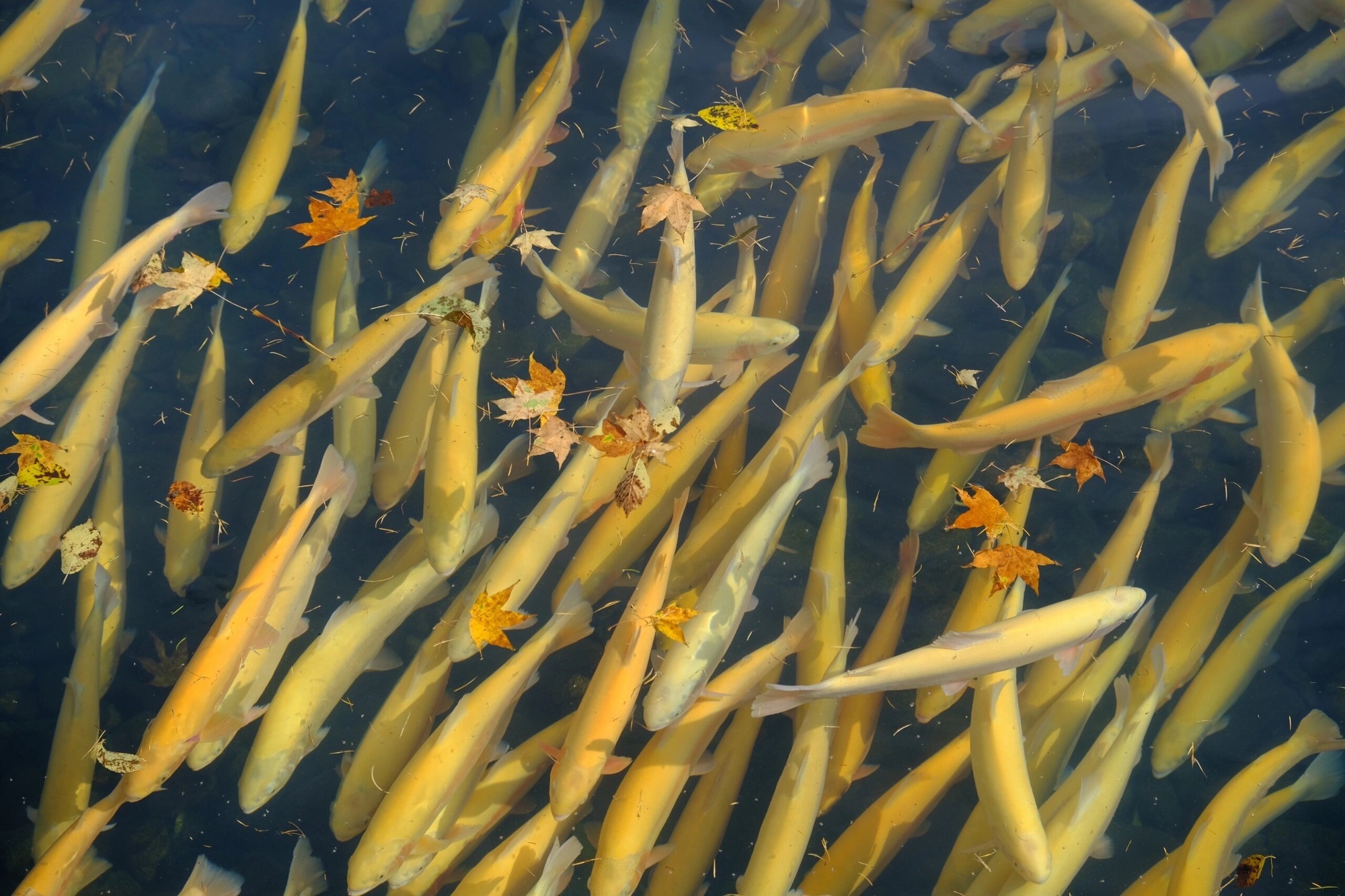 露水河国家森林公园