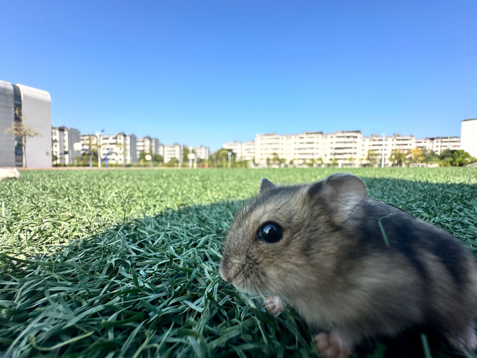 东鹏中学