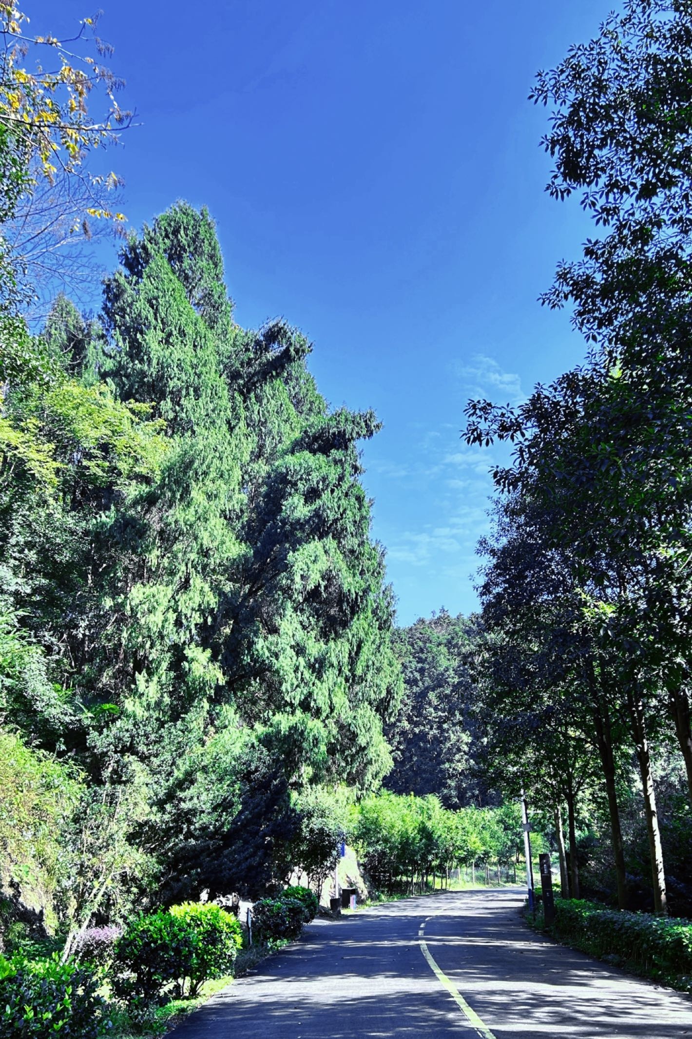 大山冲森林公园