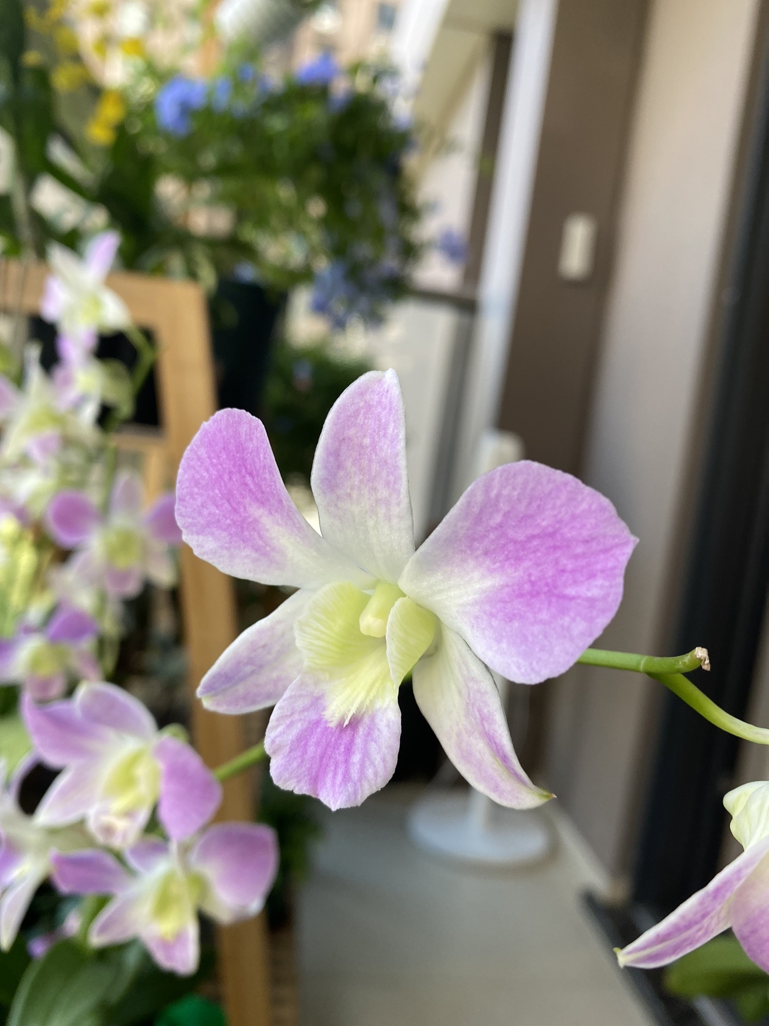 剑桥花卉园