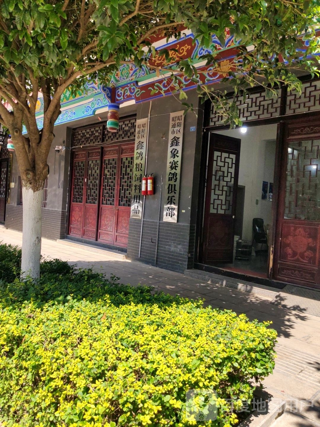 昭通市昭阳区鑫象赛鸽俱乐部