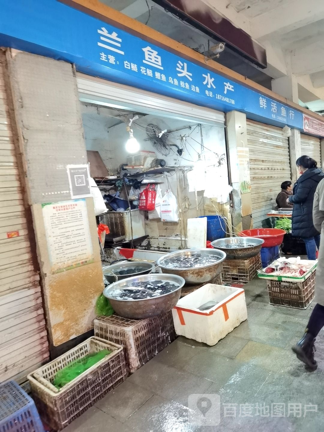 兰鱼头睡产