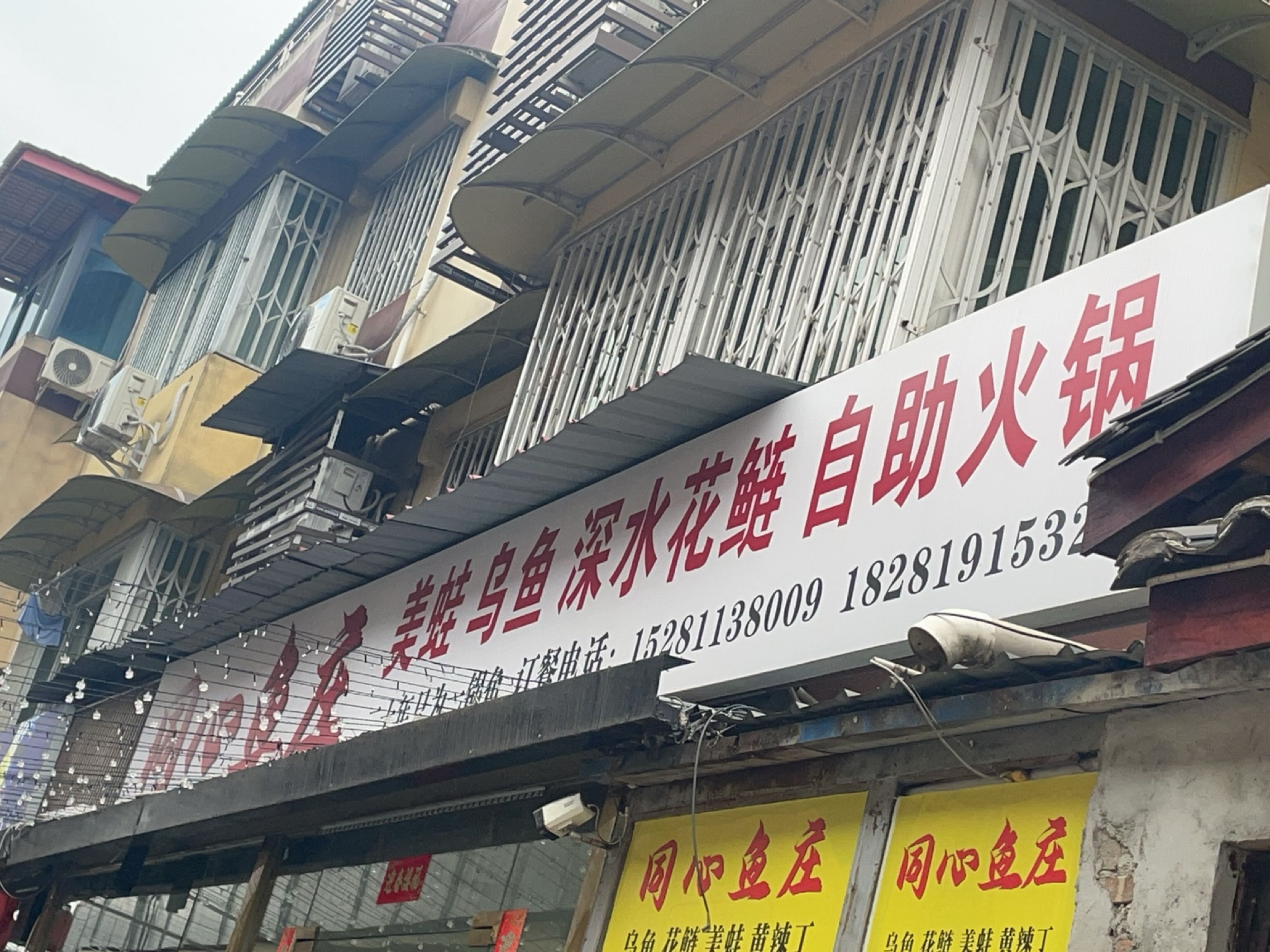 美绘乌鱼深水花鲢自助火锅