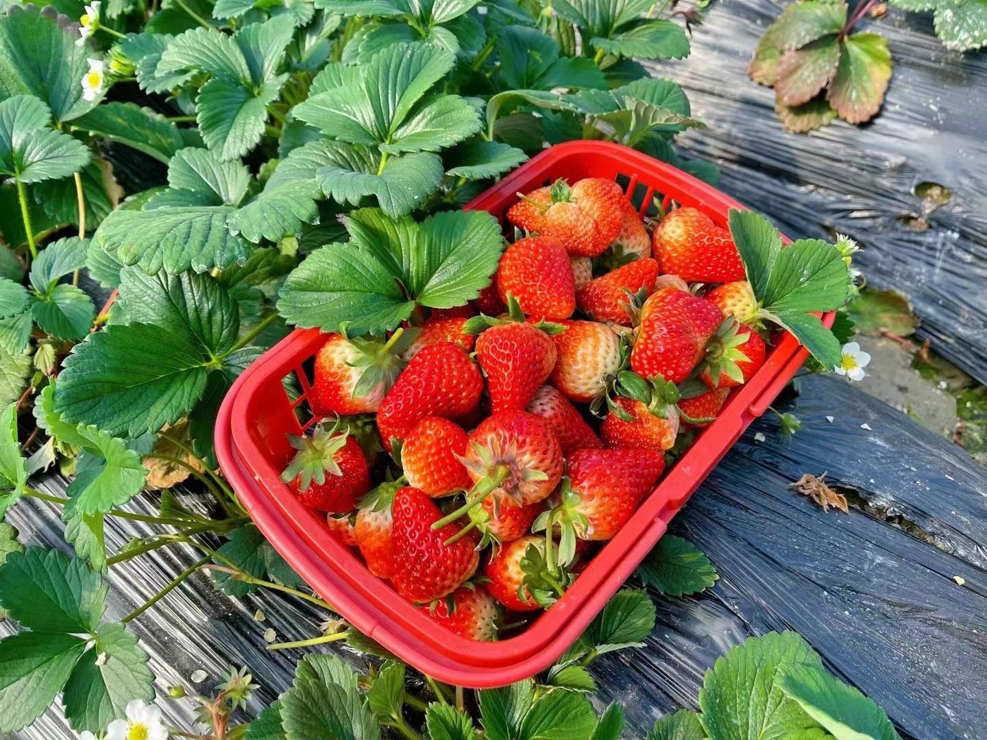 天瑞塬生态农业草莓采摘园