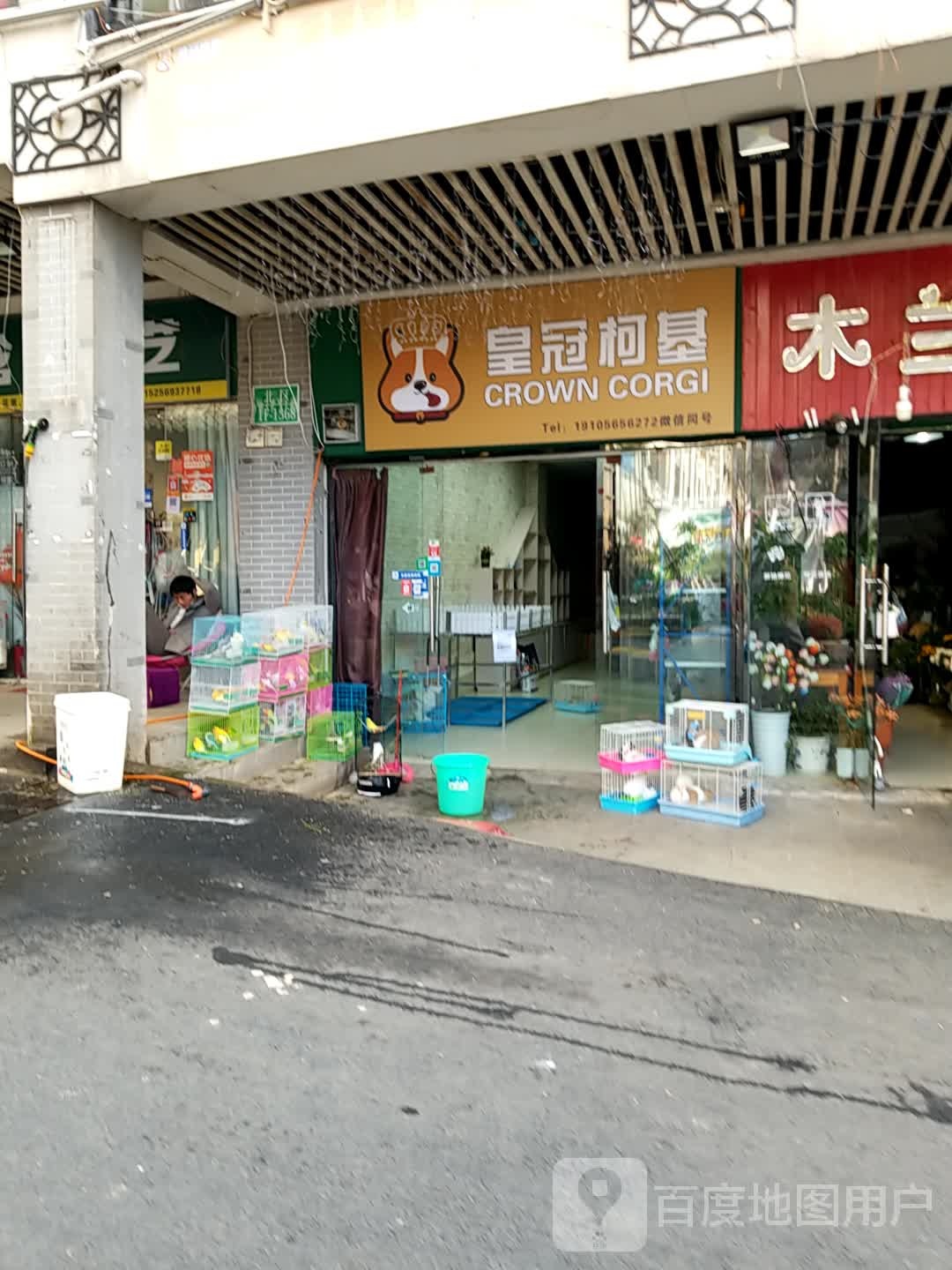 皇冠柯基